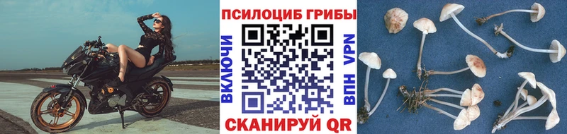 магазин продажи наркотиков Нефтекумск Галлюциногенные грибы Psilocybe